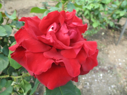a0043326_22303489.jpg
