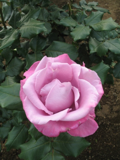 a0043326_22375644.jpg