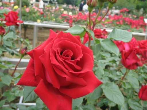 a0043326_22392515.jpg