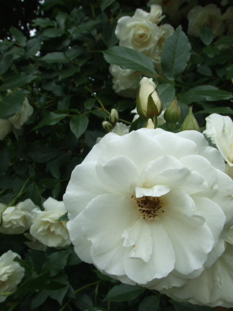 c0110930_23361545.jpg
