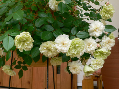 f0061334_22274771.jpg