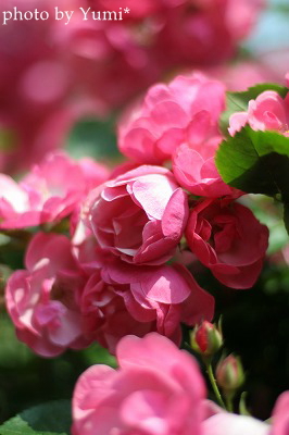 c0083439_18581630.jpg