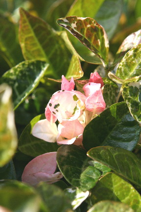 d0013149_13462186.jpg