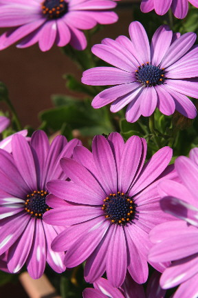 d0013149_1351281.jpg