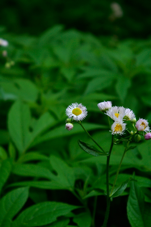 d0100156_0324797.jpg
