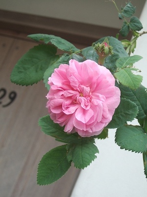 c0097558_0101153.jpg