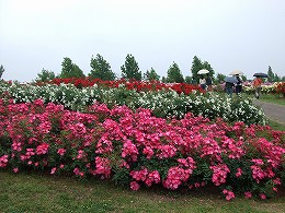 a0104162_19334978.jpg