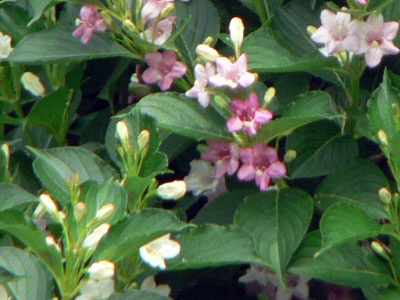 f0086169_2052297.jpg