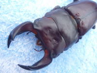 c0150582_2153879.jpg