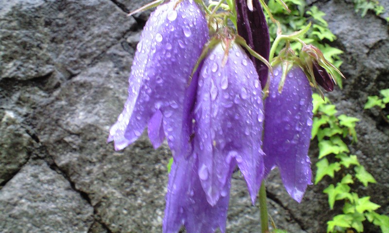 d0000607_18315243.jpg