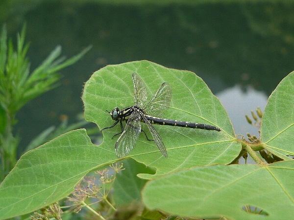 e0002314_17171338.jpg