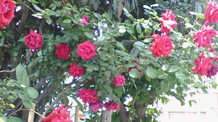 c0133533_15455257.jpg
