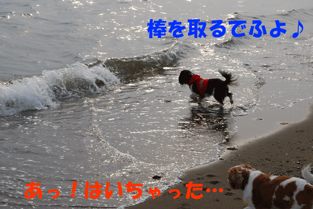 c0136838_17222866.gif