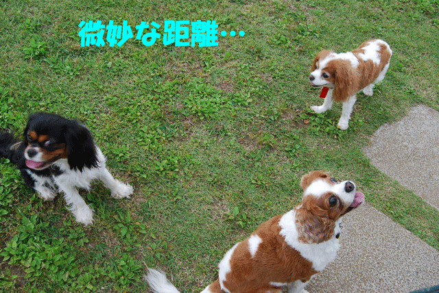 c0136838_17255612.gif