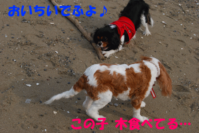 c0136838_1727897.gif