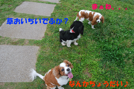 c0136838_17302262.gif