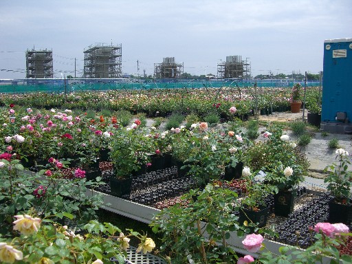 f0072846_0295370.jpg