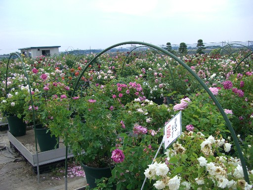 f0072846_0302321.jpg