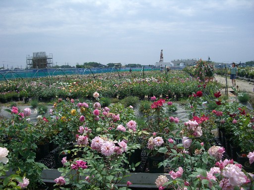 f0072846_03079.jpg