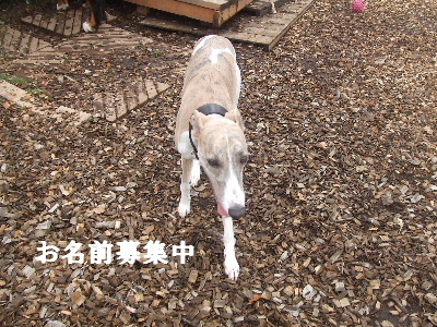 e0121548_21595854.jpg