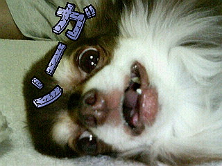 a0023351_15511889.jpg