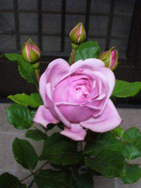 f0074659_21164971.jpg