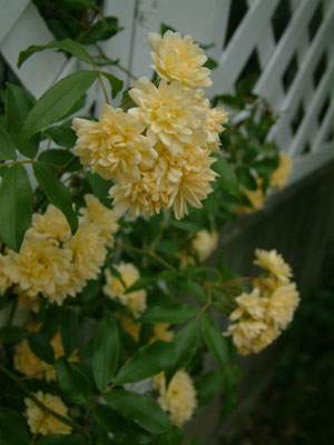 c0050264_13492714.jpg