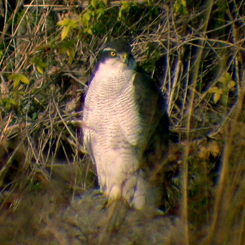 d0008072_23445779.jpg