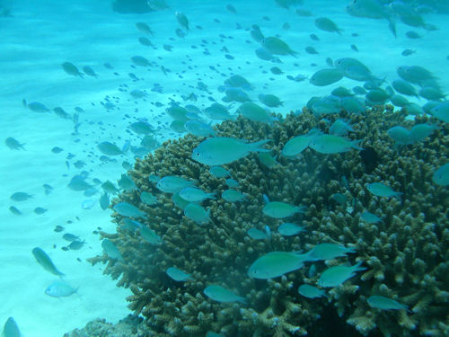 d0114375_1104015.jpg