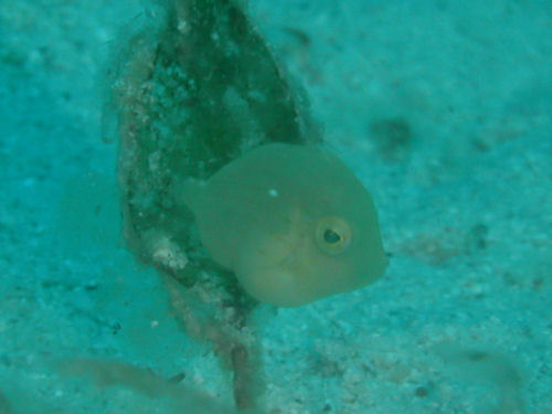 d0114375_1194055.jpg