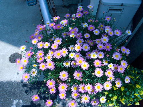 d0089281_1723893.jpg