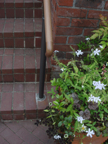 c0129702_23231141.gif