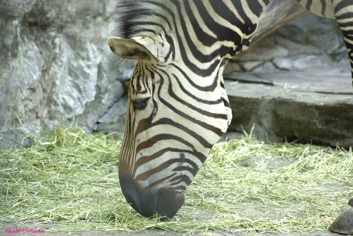 e0142611_22514262.jpg