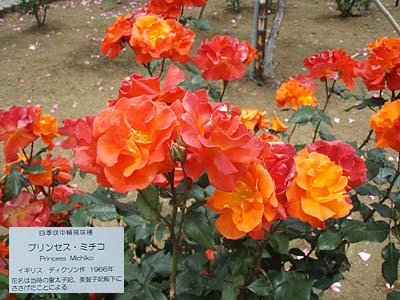 b0087512_1964585.jpg