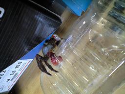 f0111015_1817895.jpg