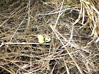 c0007822_9193872.jpg