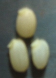 e0123322_21365063.jpg