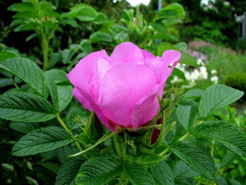 a0004023_2134286.jpg
