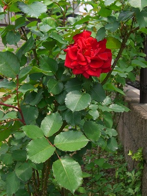 b0128423_1022718.jpg