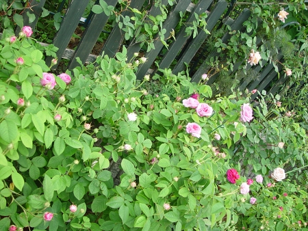 f0060535_085868.jpg