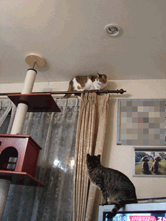 c0136736_2029019.gif