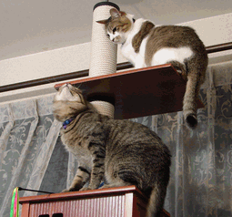 c0136736_20325720.gif