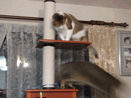 c0136736_20345193.gif