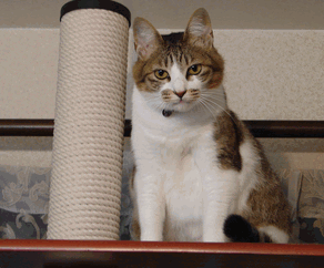 c0136736_20352685.gif