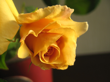 e0110940_1005928.jpg