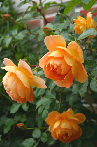 d0070243_17415288.jpg