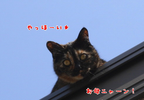 d0013149_86141.jpg