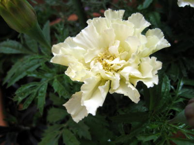 c0147952_2146370.jpg