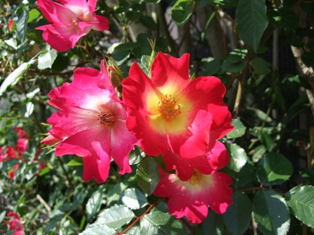 c0078480_23311111.jpg