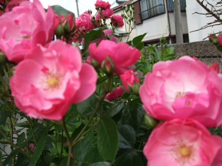 c0078480_2332684.jpg